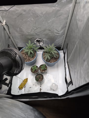 grow 2  — vegetative, day 31