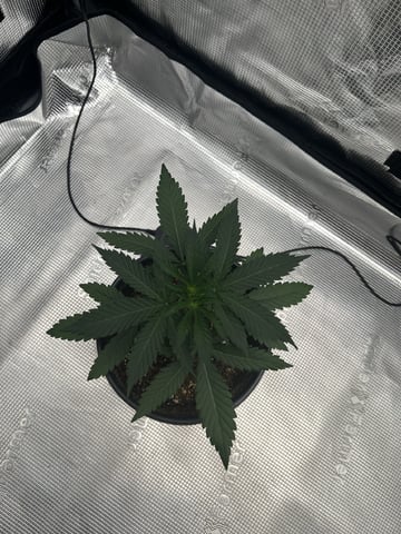 Gelato-Barney’s Farm 