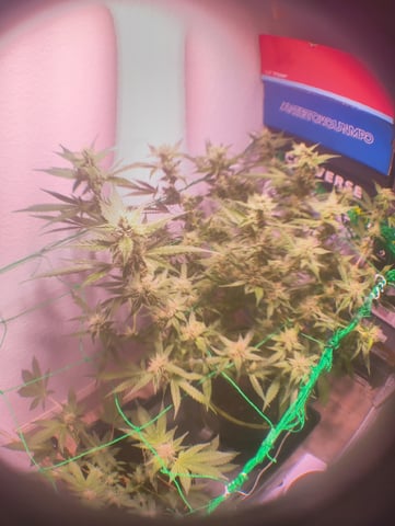 pineapple Express  — flower, day 16