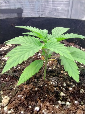 First grow — vegetative, day 20