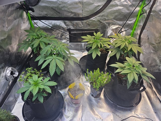 1st Grow — vegetative, day 4