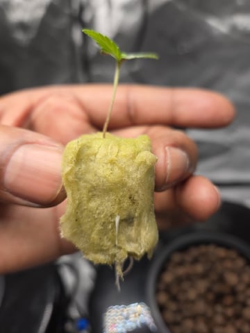 BABY SISTER — seedling_rooting, day 9