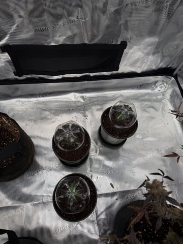  Apple fritter  Clones round two — vegetative, day 152