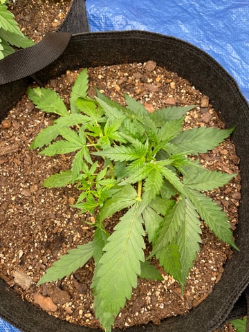 Banana Kush Auto Seed Supreme — vegetative, day 22