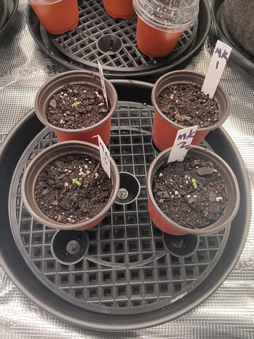 Gurilla Glue #4 × Samsquatch autos — seedling_rooting, day 4