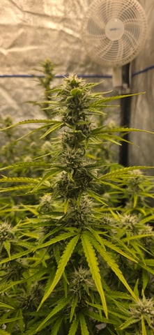 Back at it again!  — flower, day 1