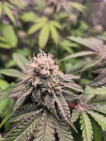 Looking for advice! — flower, day 80