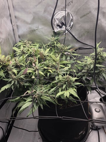 Vanna's Vanilla