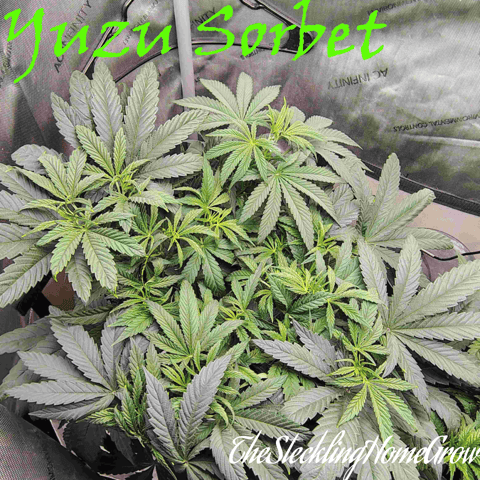 First run with Athena nutrients 3rd grow total — vegetative, day 40