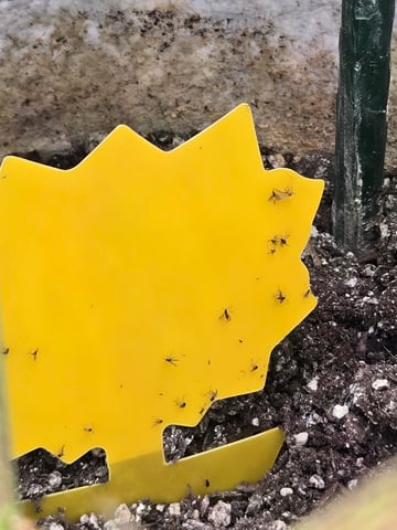 Looking for advice! — vegetative, day 46