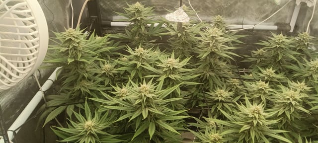 Starfighter/Ohio Guptilla Hybrid — flower, day 15