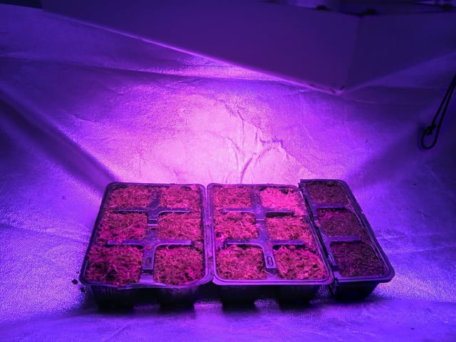 1st Indoor Grow