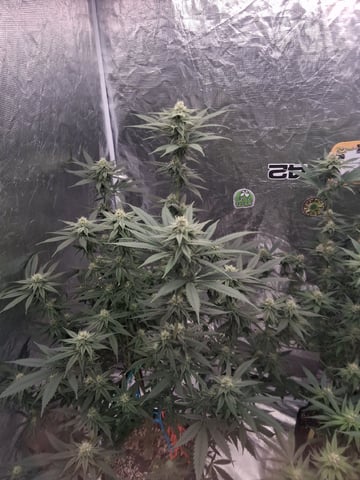 TEAM FULL AUTOS — flower, day 110