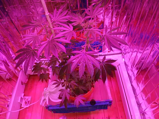 triangle kush  — flower, day 49