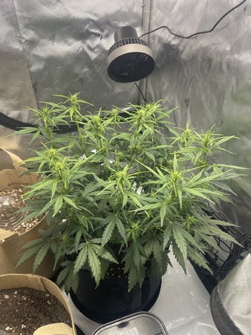 3x3 Grow — flower, day 11