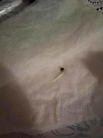 Lemon Cherry Cookies, Purple Haze and Strawberry Gorilla Grows — germination, day 33