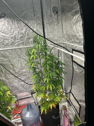 two clones and sour diesel  — flower, day 25