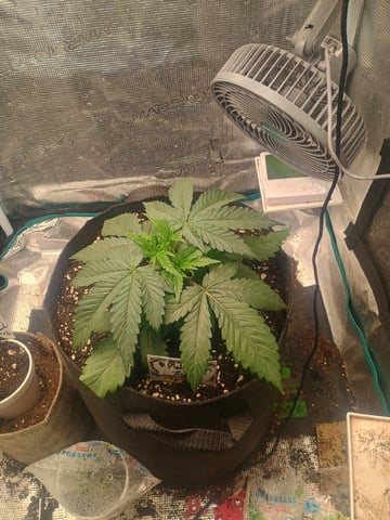 Platinum Zushi  — vegetative, day 1