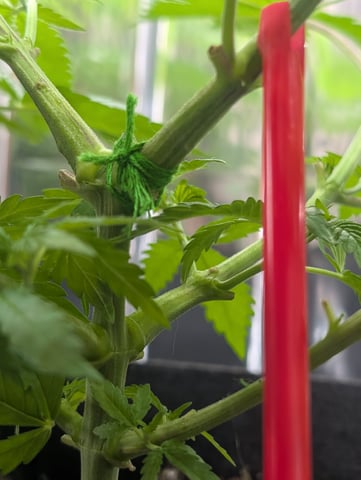 B E A utiful  — vegetative, day 42