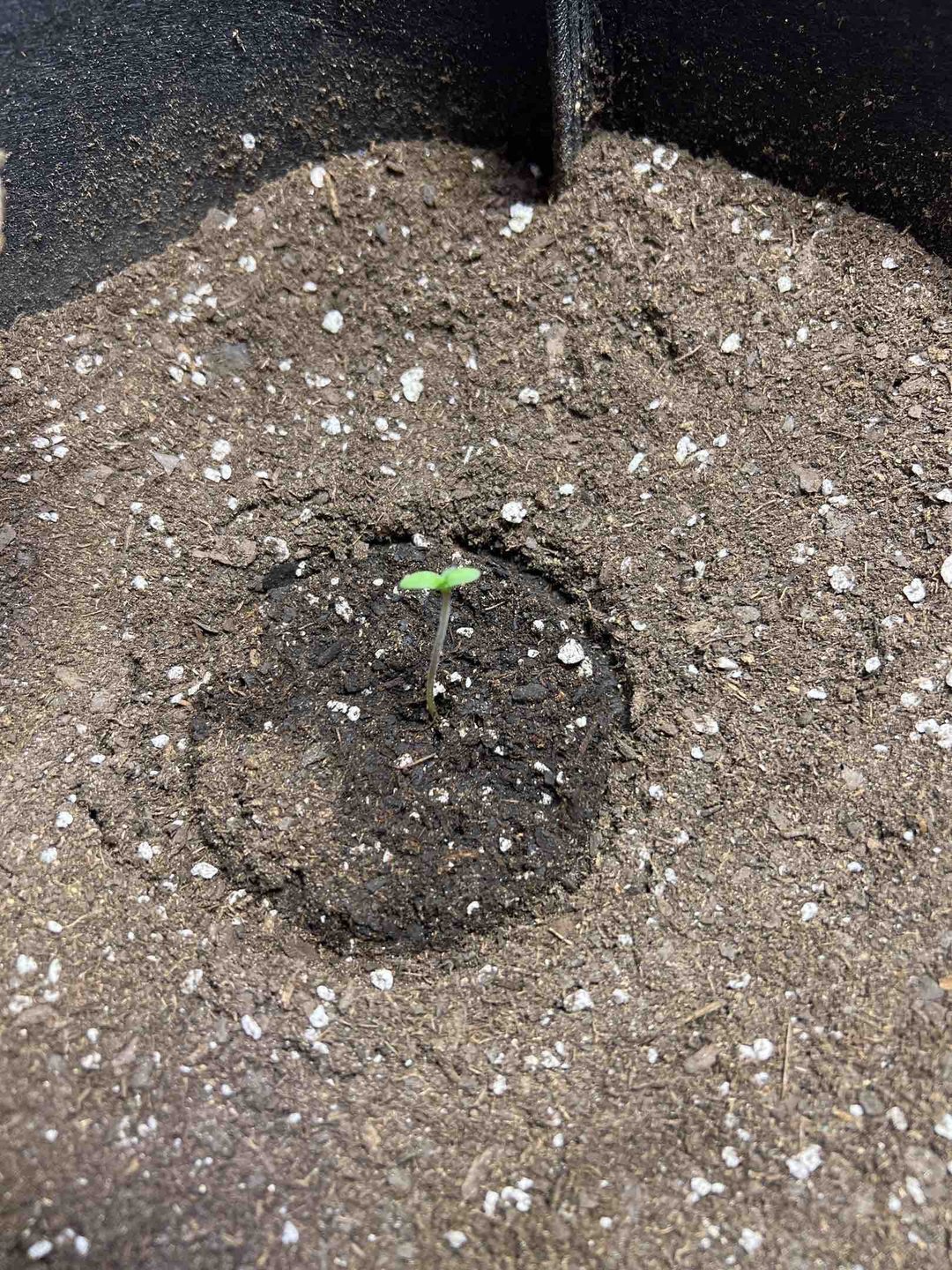 blueberry auto indoors 