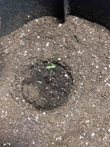 blueberry auto indoors 