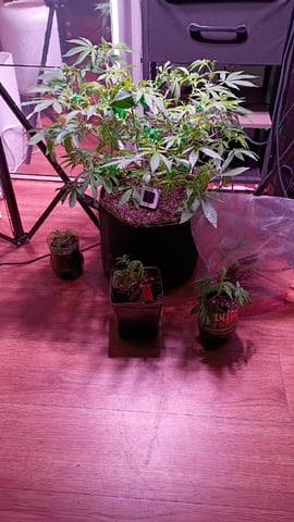 FKAFL — vegetative, day 75