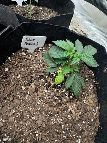 SSH and BD — vegetative, day 24