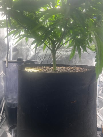 2nd Run — vegetative, day 67