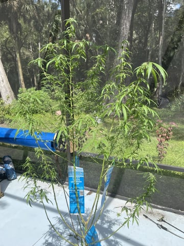 UNKNOWN IS NOW KNOW.  SHE’S Earthquake!!!!  — flower, day 7