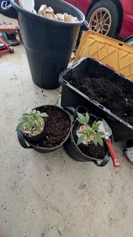 Double Smile And (Alien Vs Triangle X Strawberry Nuggets) — vegetative, day 19