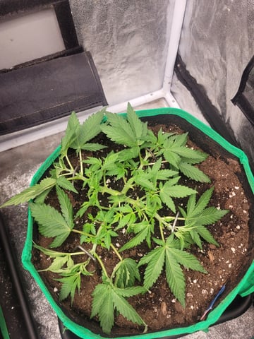 chemdog  — vegetative, day 8