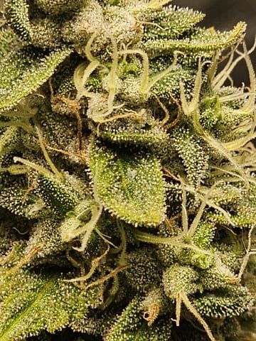 Jenny Kush photoperiod — flower, day 150