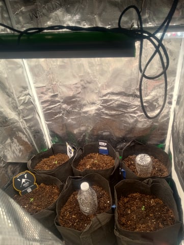  auto mixed pack indoor attempt #1 — seedling_rooting, day 8
