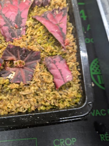 See what grows — vegetative, day 163