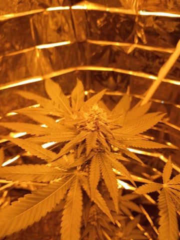 first grow — flower, day 21