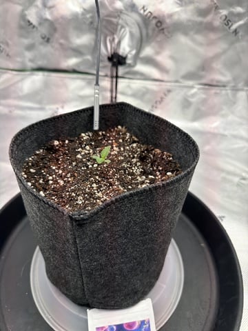 first tent grow — seedling_rooting, day 8