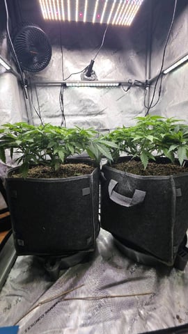 Original 1990 genetics  — vegetative, day 58