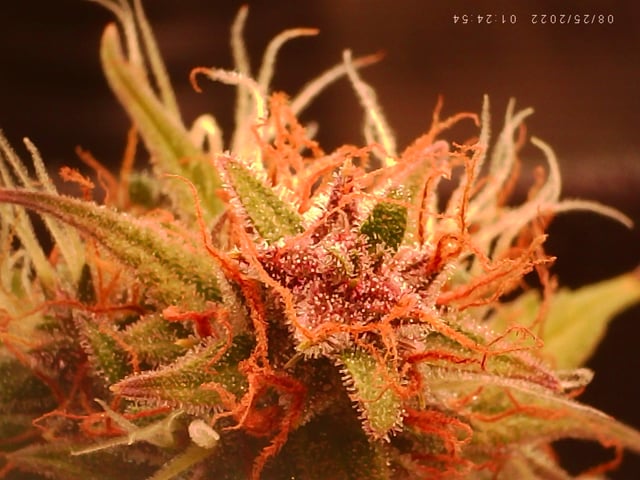 Number Two.  Lola — flower, day 99