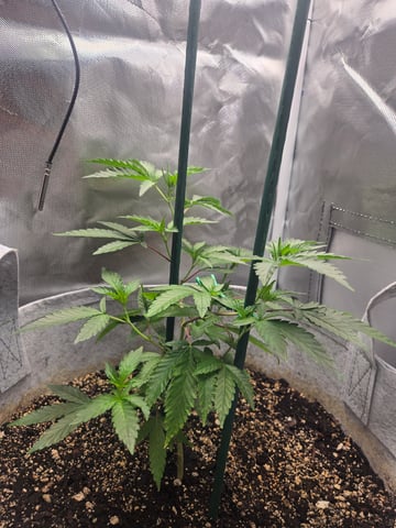 Looking for advice! — vegetative, day 21