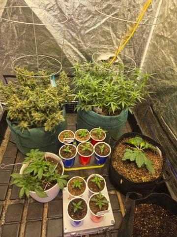 high octane x holy grail  — auto, day 70