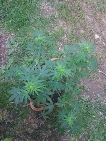 First Indoor Grow 