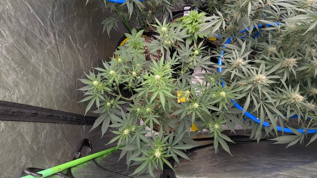 Mixed Grow — flower, day 62