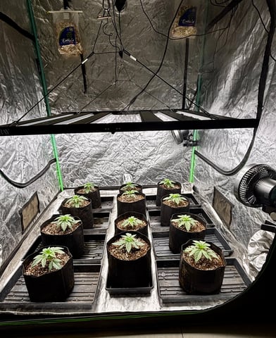 Pink Passion Fruit — vegetative, day 20