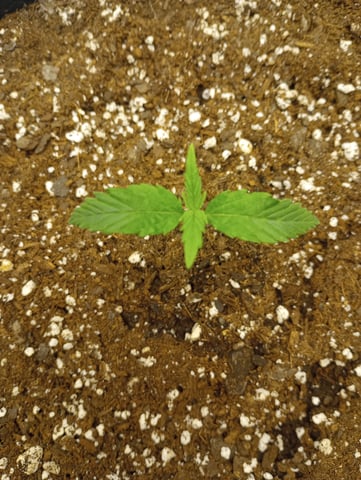 White Widow XXL Auto — vegetative, day 13