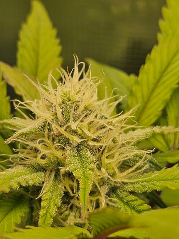 Mimosa Bruce Banner XL — flower, day 52