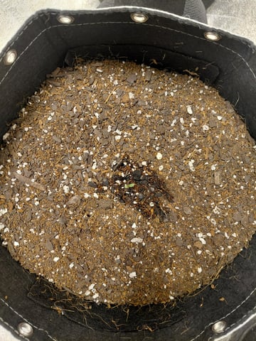 my first grow  — germination, day 3