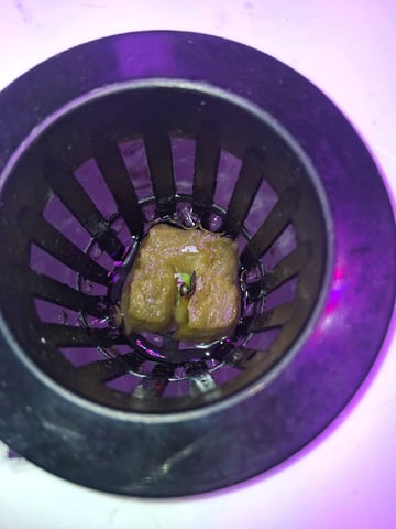 Black cherry Stomper  — seedling_rooting, day 1