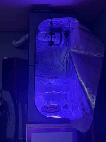 FIRST GROW EVER LETS GO!!! — seedling_rooting, day 2