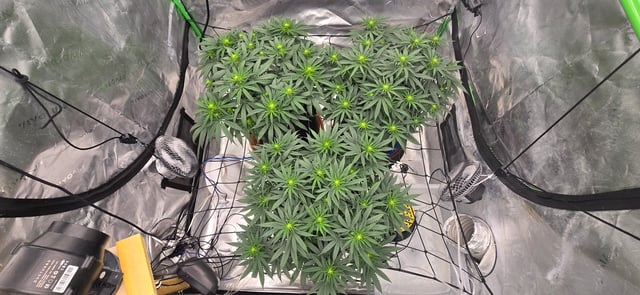 Smooth Nuggies (the future #1 & Pruple widow ) — flower, day 7