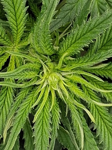 fruity pebbles, cap junky — flower, day 66